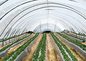 Linear Low Density Polyethylene Recycled Granules (LLDPE) Linear Low Density Polyethylene Recycled Granules (LLDPE)